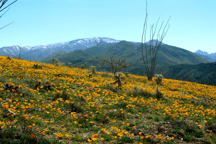 Poppies